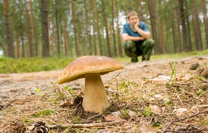 Собирать можно только грибы, в безвредности которых есть абсолютная уверенность